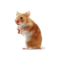STS Premium Hamster 20kg/44lb
