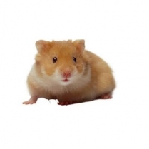 STS Basic Hamster 10kg/22lb