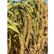 STS Spray Millet 4 pack