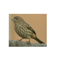 STS Basic Finch 2kg/4.4lb