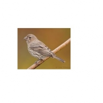 STS Premium Finch 1kg/2.2lb