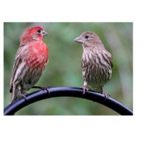 STS Hi Pro Finch 2kg/4.4lb