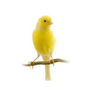 STS Basic Canary 10kg/22lb