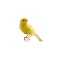 STS Premium Canary 5kg/11lb