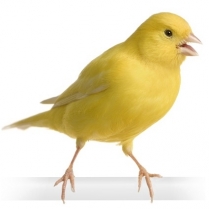 STS Canary Song/Conditioner 20kg/44lb (SO)