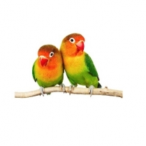 STS Lovebird Mix 5kg/11lb