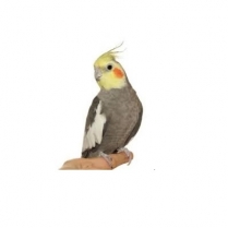 STS Prem Cockatiel W/Sun 2kg/4.4lb