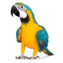 STS Premium Parrot W/Sun 20kg/44lb