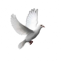 STS Dove Mix 1kg/2.2lb