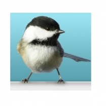 STS Homeblend Wildbird 5kg/11lb