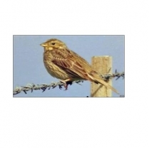 STS Economy Wild Bird Blend 5kg/11lb