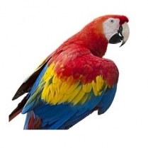 STS Fantastic Parrot Mix 20kg/44lb