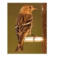 STS Wild Finch/Pine Siskin 10kg/22lb