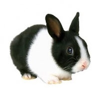 STS Rabbit Pellets 1kg/2.2lb