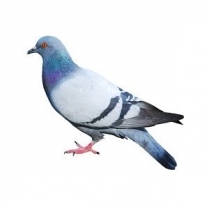 STS Pigeon Mix 10kg/22lb