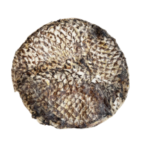 OR Tilapia Furs-Bee ORF05 (15) NEW