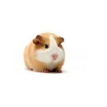 SEED TO SKY Guinea Pig Pellets