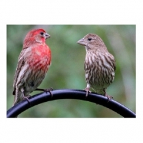 SEED TO SKY Hi Pro Finch