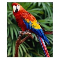 SEED TO SKY Parrot Deluxe