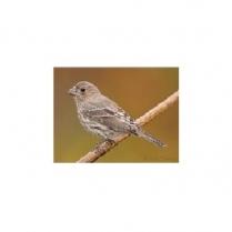 SEED TO SKY Premium Finch