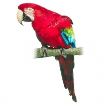 SEED TO SKY Premium Parrot No Sun