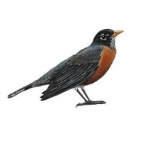 SEED TO SKY Wildbird Blend