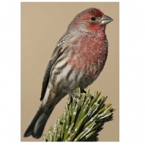 SEED TO SKY Wild Bird Mix