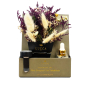Nontoxic Floral Car Air Freshener | Amber & Chamomile 19692