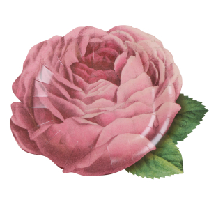 Meri Meri x John Derian Pink Rose Plates|Meri Meri