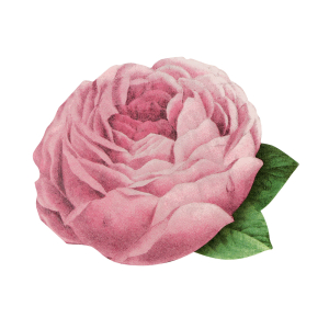 Meri Meri x John Derian Pink Rose Napkins|Meri Meri