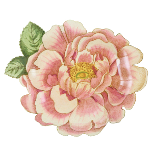 Meri Meri x John Derian Rosa Plates|Meri Meri