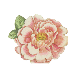 Meri Meri x John Derian Rosa Napkins|Meri Meri
