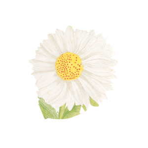 Meri Meri x John Derian Ox Eye Daisy Napkins|Meri Meri
