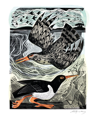 Redshank And Oystercatcher