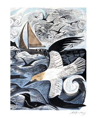 Gannets At Rathlin Island