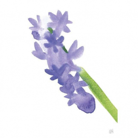 Hyacinth