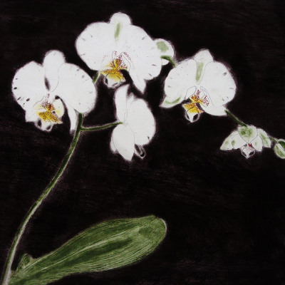 Orchidaceae Phalaenopsis Antarctica