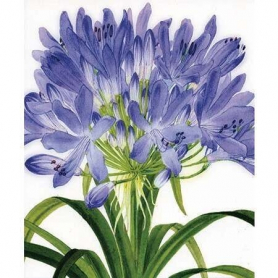Agapanthus