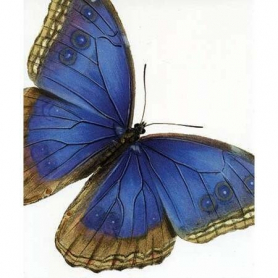 Blue Butterfly