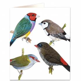 Finches