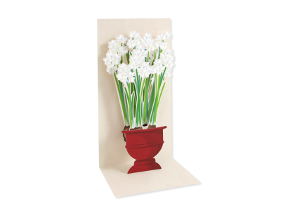 Paperwhites Boxed Set|Up With Paper