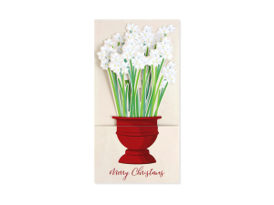 Paperwhites Boxed Set|Up With Paper