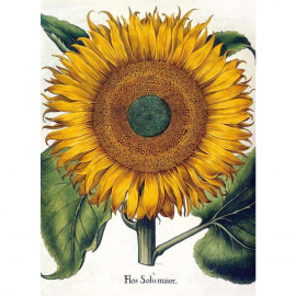 NOTECARD Rec Botanical Illustrations