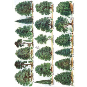 NOTECARD Rec Trees And Mushrooms