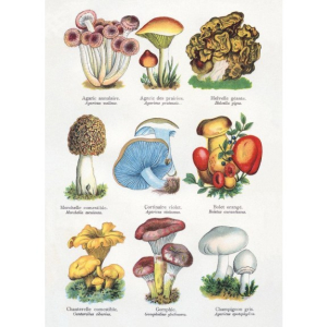 NOTECARD Rec Trees And Mushrooms