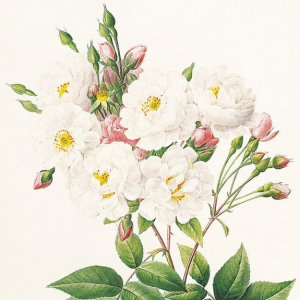 NOTECARD Square Roses Redoute