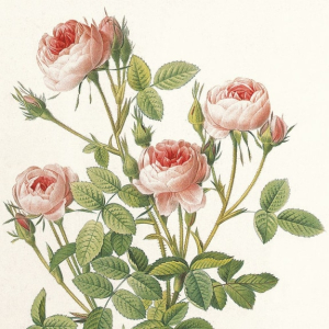 NOTECARD Square Roses Redoute