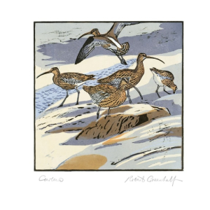 NOTECARD Rec Curlews And Oystercatchers