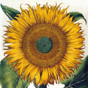 NOTECARD Square Theme Botanical Prints