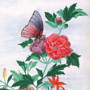 NOTECARD Square Theme Botanical Prints